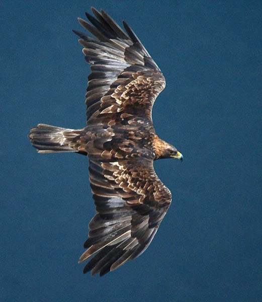 Golden Eagle.