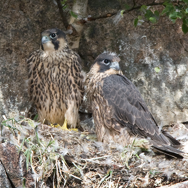 Peregrine Falcon