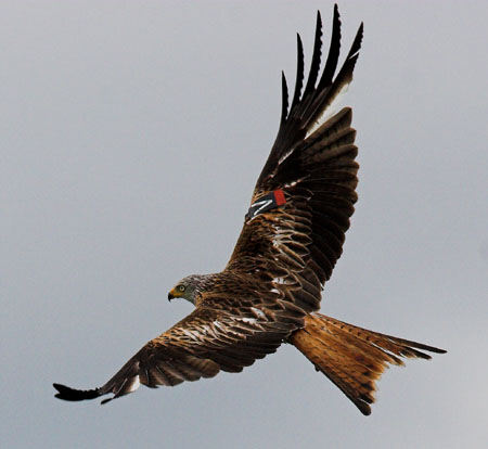Red Kite Red Kite