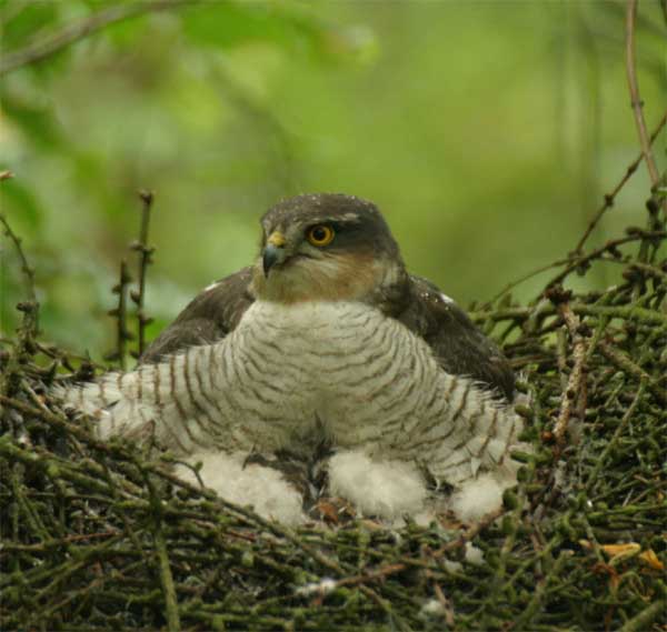 Sparrowhawk