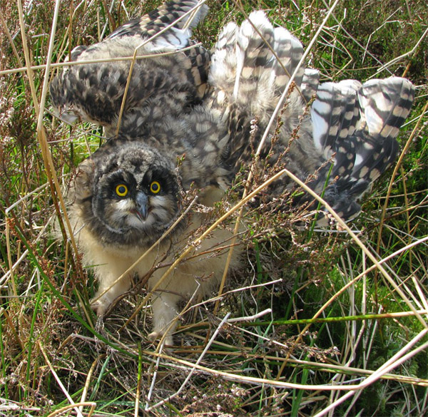 Short-eared Owl 
