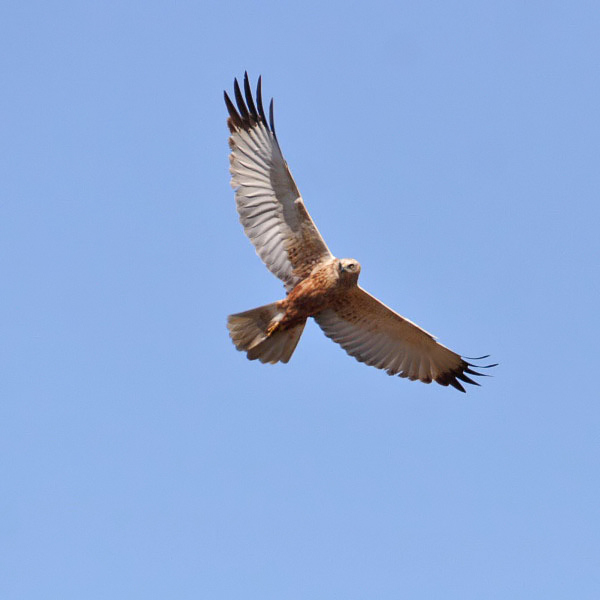 Marsh Harrier