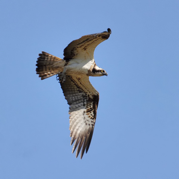 Osprey