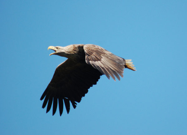 White-tailed Eagle
