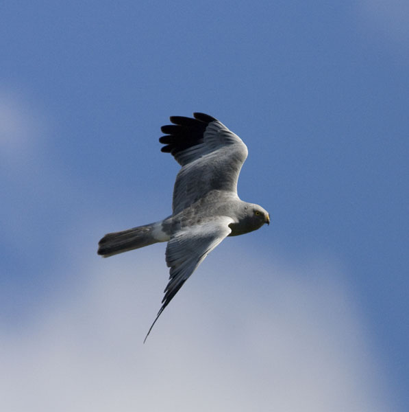 Hen Harrier