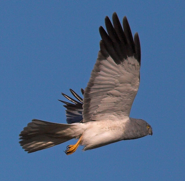 Hen Harrier