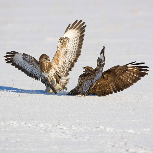 Common Buzzards
