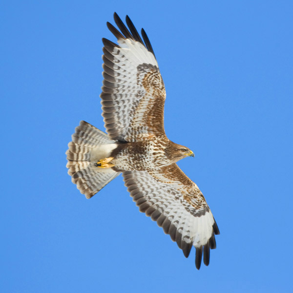 Common Buzzard