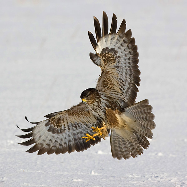 Common Buzzard