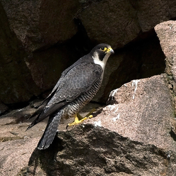 Peregrine Falcon