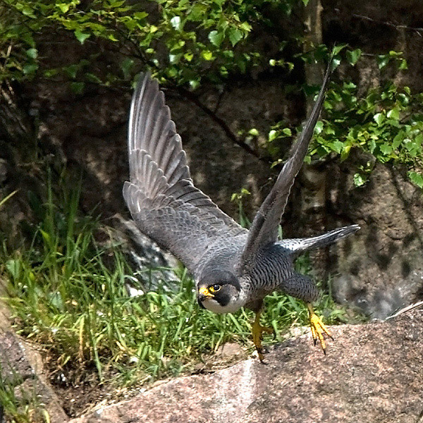 Peregrine Falcon