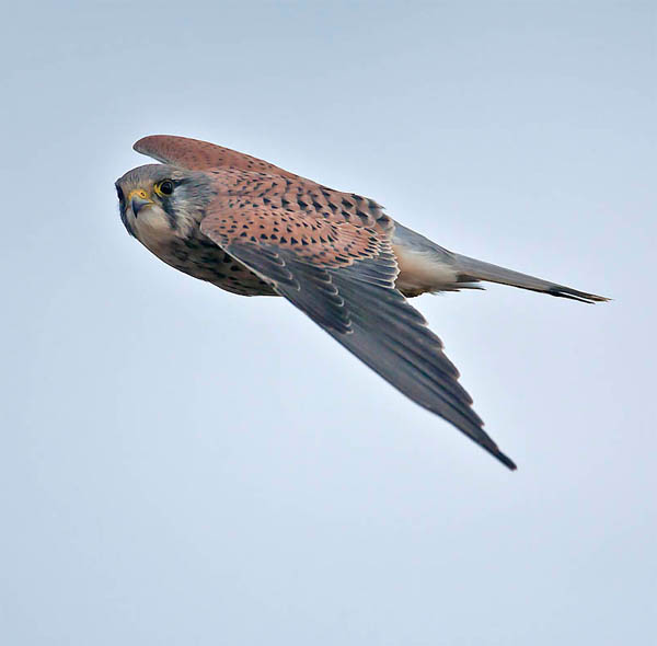 Kestrel.