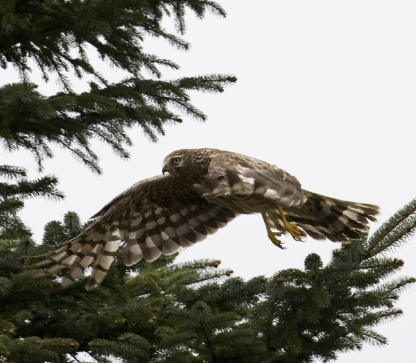 Hen Harrier