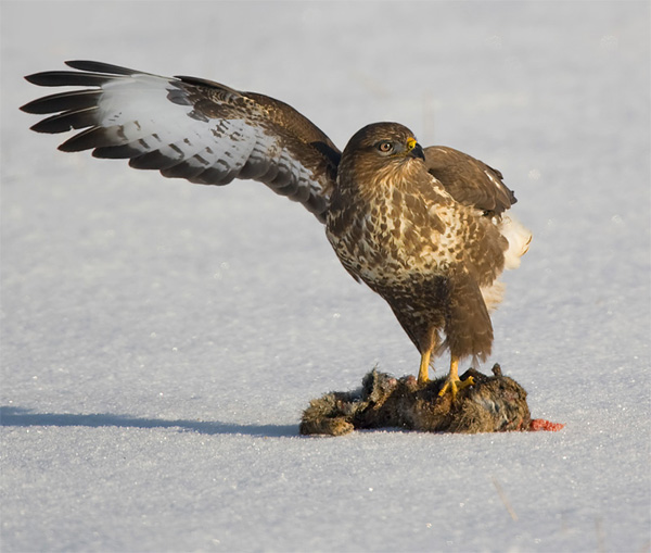 Common Buzzard