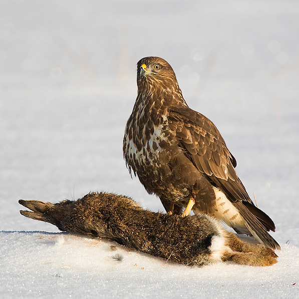 Common Buzzard