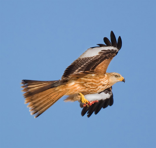 Red Kite