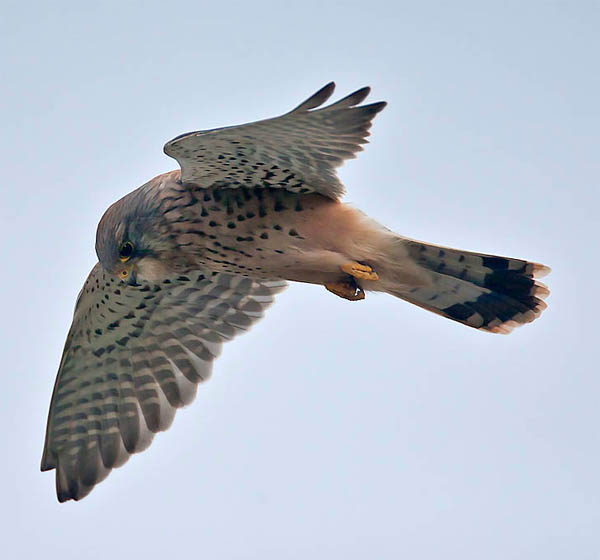 Kestrel.