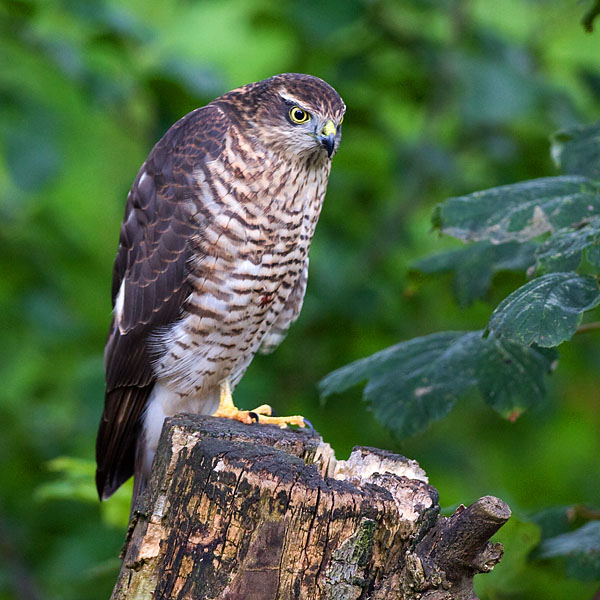 Sparrowhawk.
