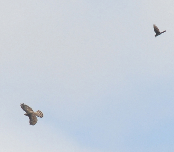 Goshawk.