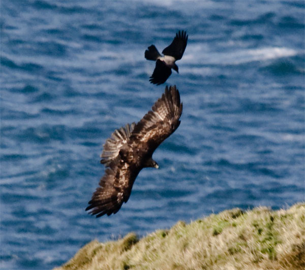 Golden Eagle