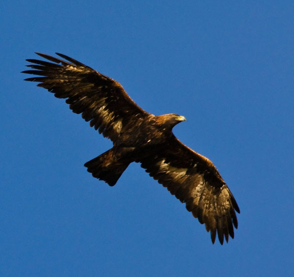 Golden Eagle