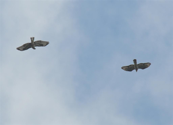 Honey & Common Buzzard