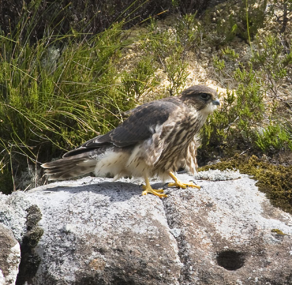 Merlin
