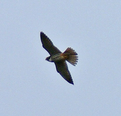 Hobby