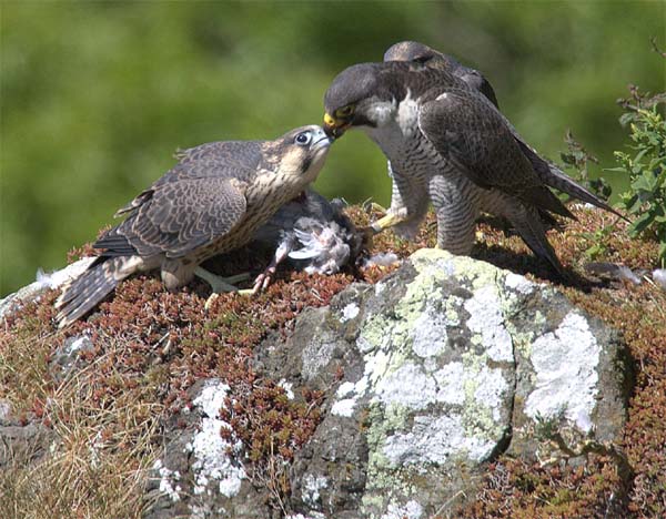 Peregrine Falcon