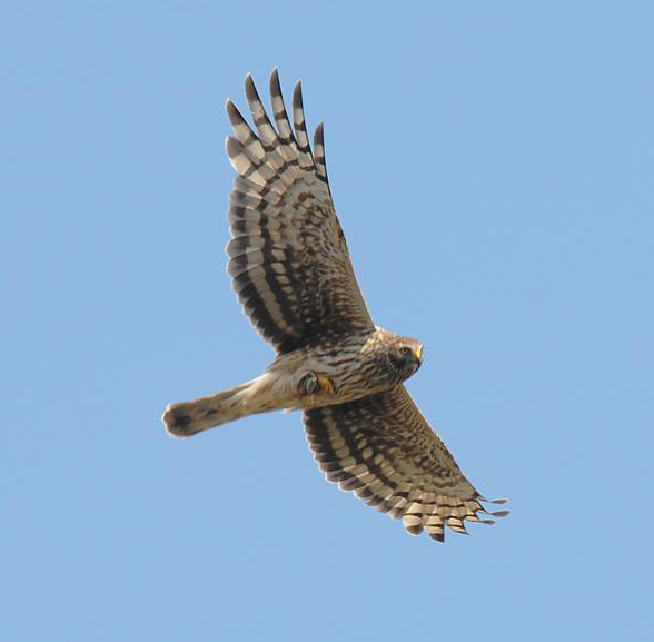 Hen Harrier