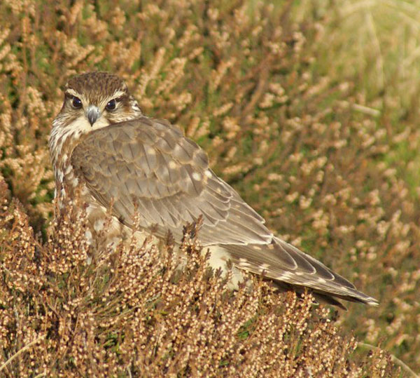 Merlin