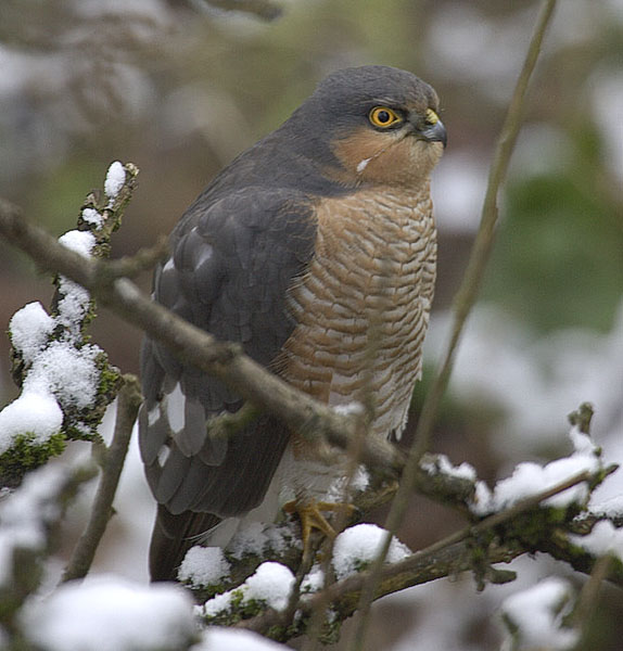 Sparrowhawk