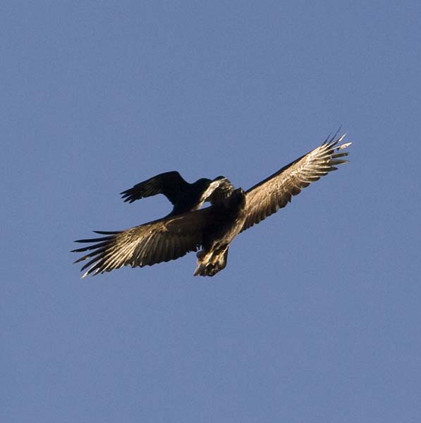 Raven