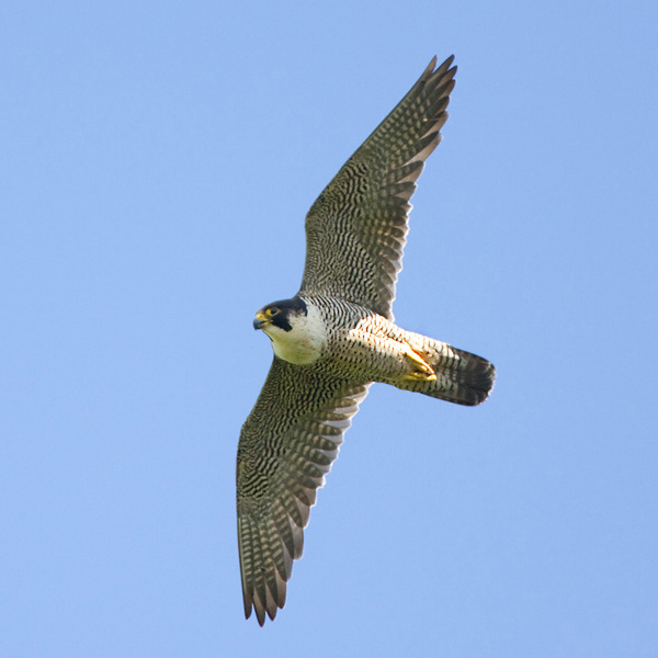 Peregrine Falcon