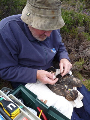 Scottish Raptor Monitoring Officer - Brian Etheridge. Photo by John Rhead