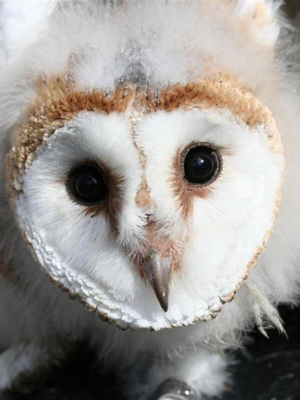 Barn Owl chick: Photo by Tony Lightley 