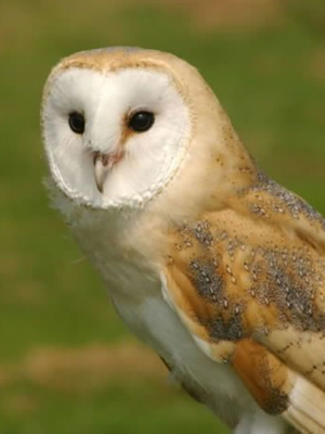 Barn Owl: Photo by Tony Lightley 