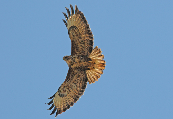 Common buzzard. Photo by Angus Hogg.