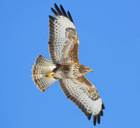 Common buzzard. Photo by John Chapman
