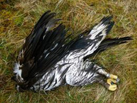 Dead golden eagle