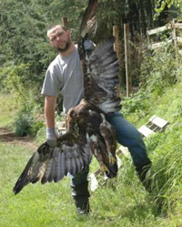 Poisoned golden eagle