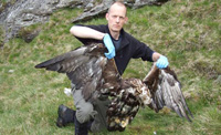 Dead golden eagle led to poison find