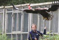 East Coast Sea Eagle Reintroduction Project