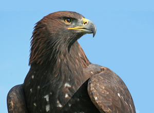 Golden Eagle. Photo by Dan Spinks.