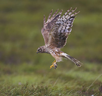 Photo by David Whitaker.