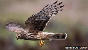 Hen harrier. Photo by RSPB Scotland.