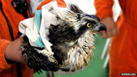 Injured osprey