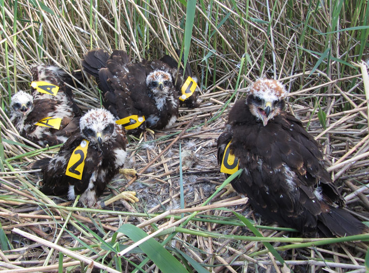 Marsh Harrier chicks. Photo by Steve Moyes