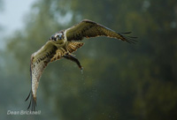 Osprey photo by Dean Bricknell