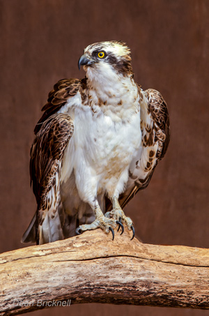 Osprey. Photo by Dean Bricknell.